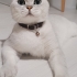 Kısır Erkek kedi fotoğraf