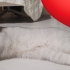 Kısır Erkek kedi fotoğraf