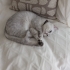 Kısır Erkek kedi fotoğraf