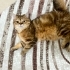 Sorumluluk Sahibi Yuvasını Arayan British Shorthair Oğlumuz (Kısırlaştırılmış) fotoğraf