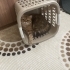 Sorumluluk Sahibi Yuvasını Arayan British Shorthair Oğlumuz (Kısırlaştırılmış) fotoğraf