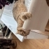 Sorumluluk Sahibi Yuvasını Arayan British Shorthair Oğlumuz (Kısırlaştırılmış) fotoğraf