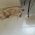 4 Aylık Akıllı Kızımız Nohut Bu Kez Gerçekten Ömürlük Yuvasını Arıyor! 🐾 fotoğraf