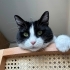 SMOKİN KEDİME ÇOK ACİL YUVA fotoğraf