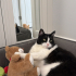 SMOKİN KEDİME ÇOK ACİL YUVA fotoğraf
