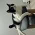SMOKİN KEDİME ÇOK ACİL YUVA fotoğraf