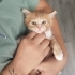 GÜZELLER GÜZELİ SARMAN TÜYLÜ BEBİŞ İÇİN YUVA ARIYORUZ fotoğraf