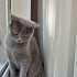Alerji sebebi ile ücretsiz sahiplendirme Ankara İçi Ücretsiz fotoğraf