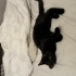 Bombay Erkek Yavru Kedi fotoğraf