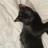 Bombay Erkek Yavru Kedi fotoğraf