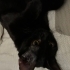 Bombay Erkek Yavru Kedi fotoğraf