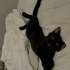 Bombay Erkek Yavru Kedi fotoğraf