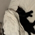 Bombay Erkek Yavru Kedi fotoğraf