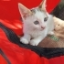 🐾ÇOK ACİL.. 8 YAVRUDAN GERİYE SADECE O KALDI YUVASI OLUR MUSUNUZ?🤍 fotoğraf