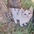 🐾ÇOK ACİL.. 8 YAVRUDAN GERİYE SADECE O KALDI YUVASI OLUR MUSUNUZ?🤍 fotoğraf