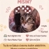 Cingöz Mişa Yuva Arıyor fotoğraf