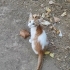 Sıcakkanlı, oyuncu ve akıllı çiçomuz :) fotoğraf