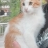 Sıcakkanlı, oyuncu ve akıllı çiçomuz :) fotoğraf