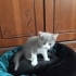 Yuvalarını Arayan 4 Tatlı Yavru 🐾 fotoğraf