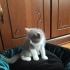 Yuvalarını Arayan 4 Tatlı Yavru 🐾 fotoğraf