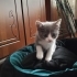 Yuvalarını Arayan 4 Tatlı Yavru 🐾 fotoğraf