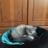 Yuvalarını Arayan 4 Tatlı Yavru 🐾 fotoğraf
