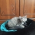 Yuvalarını Arayan 4 Tatlı Yavru 🐾 fotoğraf