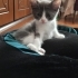 Yuvalarını Arayan 4 Tatlı Yavru 🐾 fotoğraf
