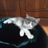 Yuvalarını Arayan 4 Tatlı Yavru 🐾 fotoğraf