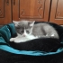 Yuvalarını Arayan 4 Tatlı Yavru 🐾 fotoğraf