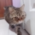 Kısır ve çipli aşıları tam fotoğraf