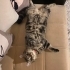 Turna'ya ömürlük yuvasını arıyorum fotoğraf