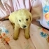 🐾 1 AYLIK, ÖMÜRLÜK AİLESİNİ ARIYOR! 🤍 fotoğraf