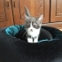 Yuvalarını Arayan 4 Tatlı Yavru 🐾 fotoğraf