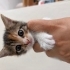 Üç renkli 🧡 (Calico) dişi yavru fotoğraf