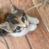 Üç renkli 🧡 (Calico) dişi yavru fotoğraf