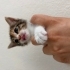 Üç renkli 🧡 (Calico) dişi yavru fotoğraf