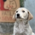 Jolly için yuva🐶🐾 fotoğraf
