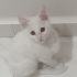 CESUR BENIM ADIM YUVAM OLURMUSUNUZ fotoğraf