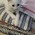 Yavru 3 aylık kedi fotoğraf