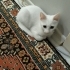 Yavru 3 aylık kedi fotoğraf