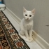 Yavru 3 aylık kedi fotoğraf