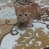 Hareketli oyuncu prensimize yuva arıyoruz fotoğraf