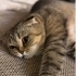 İZMİR SCOTİS TİGER TABY YAVRUMUZA ÖMÜRLÜK YUVASINI ARIYORUZ fotoğraf