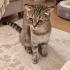 İZMİR SCOTİS TİGER TABY YAVRUMUZA ÖMÜRLÜK YUVASINI ARIYORUZ fotoğraf
