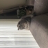 Uzun tüylü kısır dişi kedi fotoğraf
