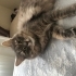 Uzun tüylü kısır dişi kedi fotoğraf