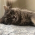 Uzun tüylü kısır dişi kedi fotoğraf