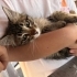 🐾 BU GÜZEL ÇOCUĞA SICACIK BİR YUVA ARIYORUZ 🐾 fotoğraf