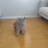 Geçici evinden sahiplendirme yapılacaktır fotoğraf